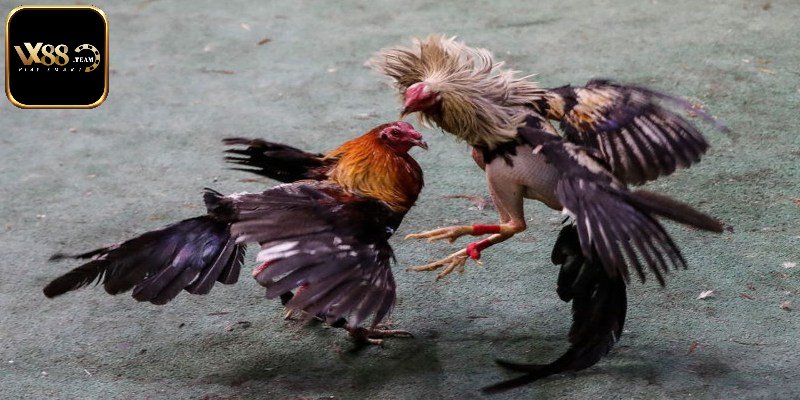 Điểm qua các loại hình cá cược đá gà trực tiếp hấp dẫn